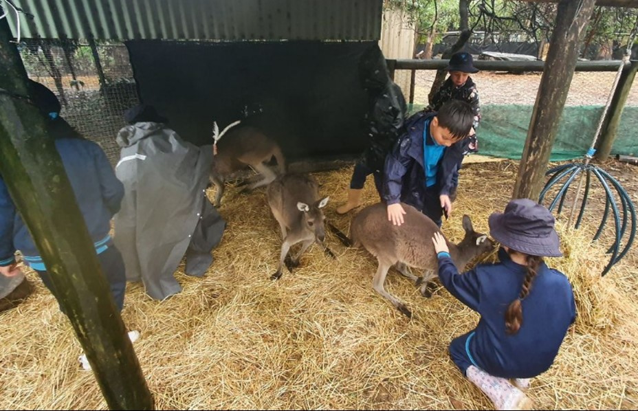 YEAR 2 EXCURSION TO RANGER RED ZOO